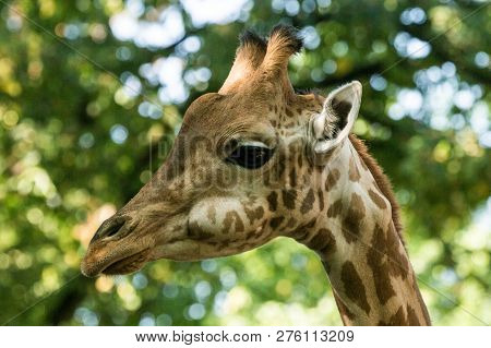 The Giraffe (giraffa Camelopardalis), African Even-toed Ungulate Mammal, The Tallest Of All Extant L