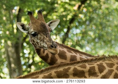 The Giraffe (giraffa Camelopardalis), African Even-toed Ungulate Mammal, The Tallest Of All Extant L