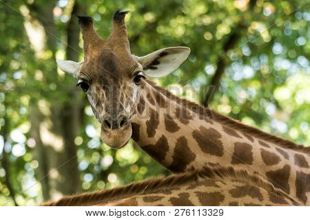 The Giraffe (giraffa Camelopardalis), African Even-toed Ungulate Mammal, The Tallest Of All Extant L