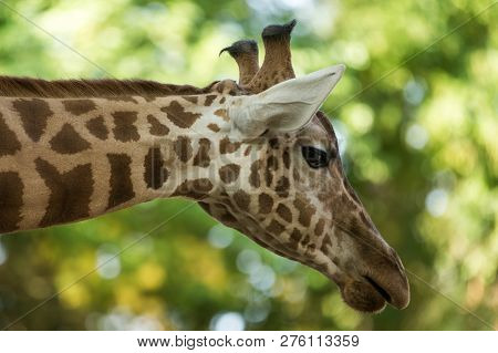 The Giraffe (giraffa Camelopardalis), African Even-toed Ungulate Mammal, The Tallest Of All Extant L