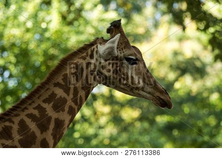 The Giraffe (giraffa Camelopardalis), African Even-toed Ungulate Mammal, The Tallest Of All Extant L