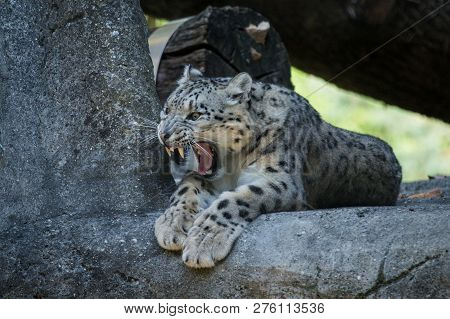 A Himalayan Snow Leopard (panthera Uncia) Lounges On A Rock, Beautiful Irbis In Captivity At The Zoo