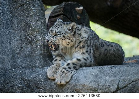 A Himalayan Snow Leopard (panthera Uncia) Lounges On A Rock, Beautiful Irbis In Captivity At The Zoo