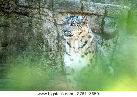A Himalayan Snow Leopard (panthera Uncia) Lounges On A Rock, Beautiful Irbis In Captivity At The Zoo