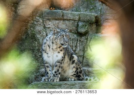 A Himalayan Snow Leopard (panthera Uncia) Lounges On A Rock, Beautiful Irbis In Captivity At The Zoo