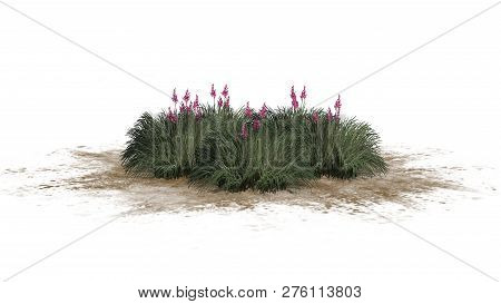 Red Yucca Cluster On A Sand Area - Isolated On White Background - 3d Illustration