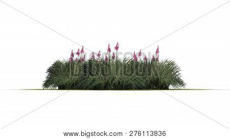 Red Yucca Cluster On A Sand Area - Isolated On White Background - 3d Illustration