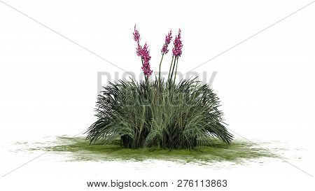 Red Yucca On A Green Area  - Isolated On White Background - 3d Illustration