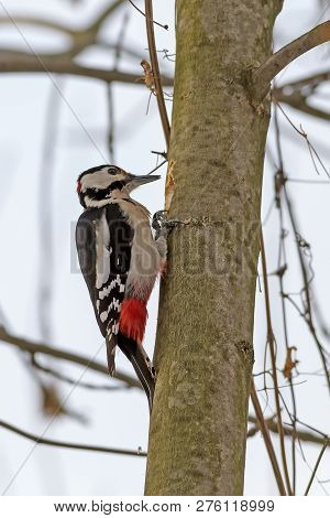 Large Spotted Woodpecker (dendrocopus Major, Aves) Looking For Food Under The Bark Of A Thick Branch