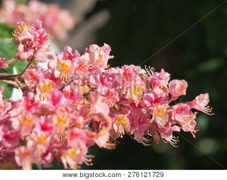 Beautiful Detail Of Pink Blossom Of Horse-chestnut Tree On A Sunny Day.