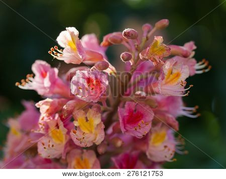 Beautiful Detail Of Pink Blossom Of Horse-chestnut Tree On A Sunny Day.