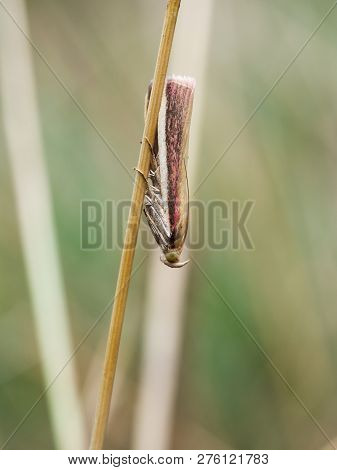 Oncocera Semirubella Sitting On A Grass, It Is A Small Moth Of The Family Pyralidae. It Is Found In 