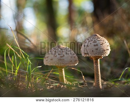 Young Parasol Mushrooms (macrolepiota Procera Or Lepiota Procera) Growing In The Wood