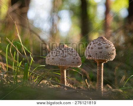 Young Parasol Mushrooms (macrolepiota Procera Or Lepiota Procera) Growing In The Wood