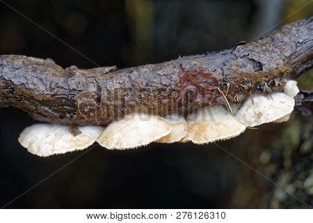 Variable Oysterling - Crepidotus Variabilis 
Small Fungus On Rotting Twigs
