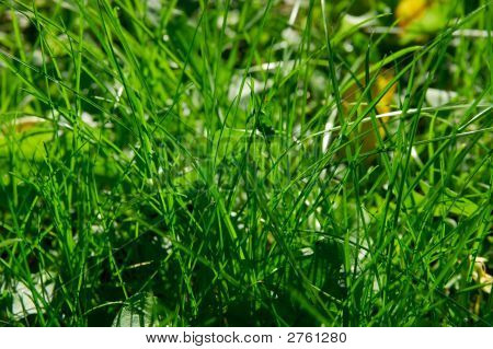 Gras