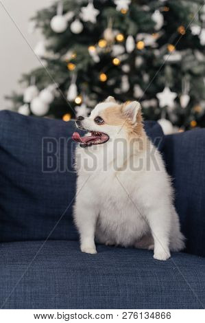 Dog Spitz On A Blue Armchair In Front Of The Christmas Tree