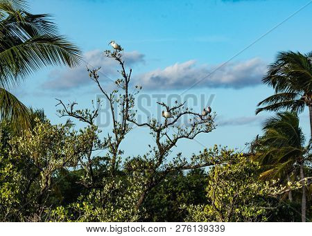 Background of ibises resting in a tree top in Florida wetland with mangrove and palm trees against a blue cloudy sky.