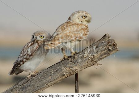 Pair Of Two Little Owls Perching Over Dry Branch At The Arabian Desert.