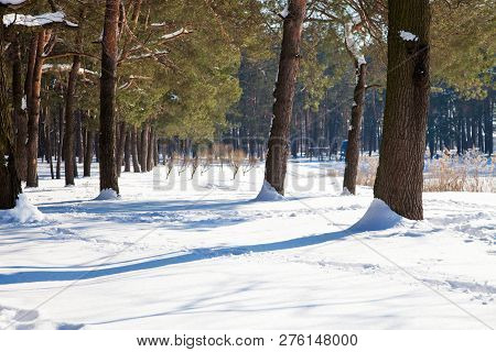 Panoramic View Of Winter Forest With Pine Trees Throwing Shadows On Snow Surface And Footsteps Being