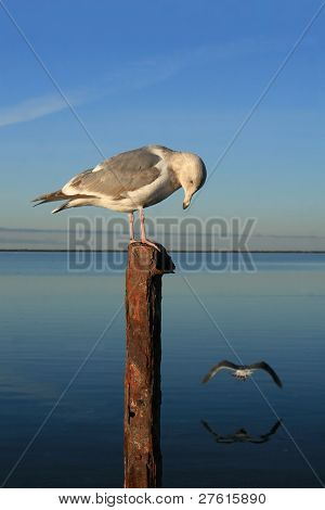Seagull by the Sea