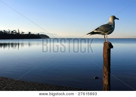 Seagull by the Sea