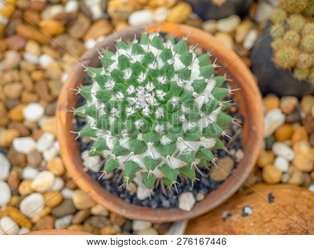 Cactus Mammillaria Bucareliensis.