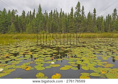 Lily Pads On A Fran Lake In The North Woods Of Quetico Provincial Park In Ontario
