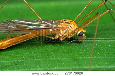 Macro Photography Of Orange Crane Fly On Green Leaf