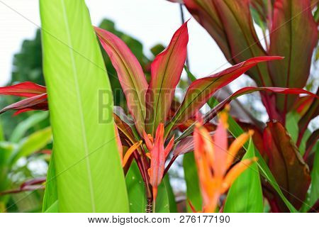 Hawaiian Ti Plant