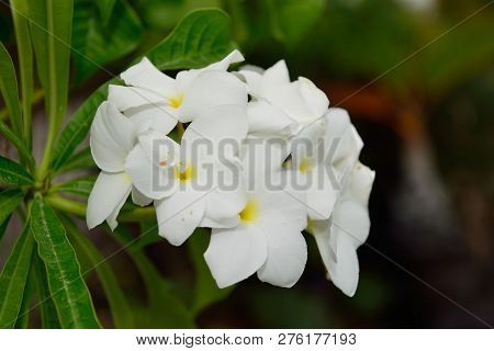 Wild White Plumeria Flower Of Hawaii