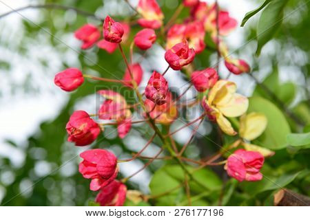 Closeup Of The Red Tropical Hawaiian Flowers