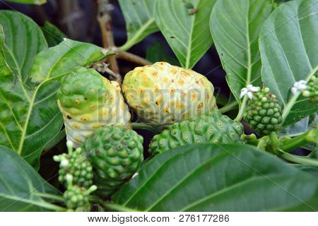 Closeup Of The Green And Yellow Noni Fruit Also Known As Morinda Citrifolia