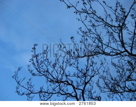 Blå himmel