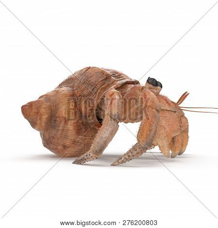 Hermit Crab Crawling Pose On White Background 3d Illustration Isolated