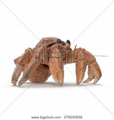 Hermit Crab Crawling Pose On White Background 3d Illustration Isolated