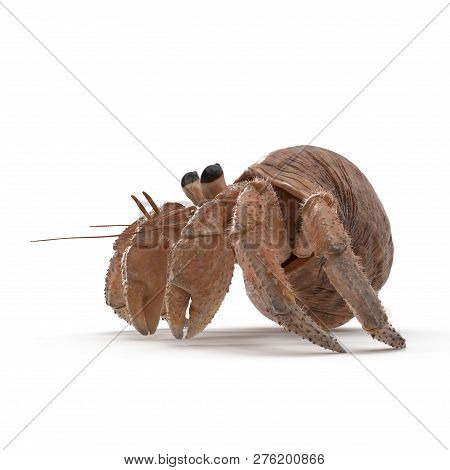 Hermit Crab Crawling Pose On White Background 3d Illustration Isolated
