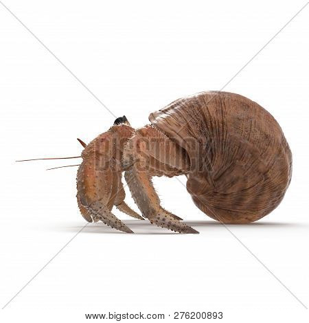 Hermit Crab Crawling Pose On White Background 3d Illustration Isolated