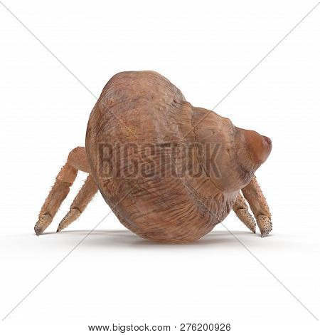 Hermit Crab Crawling Pose On White Background 3d Illustration Isolated