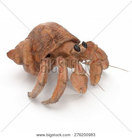 Hermit Crab Crawling Pose On White Background 3d Illustration Isolated