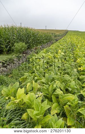 A Tobacco Field On The Azores Island Of Sao Miguel, Portugal.