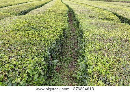 View Of Several Rows Of Tea Growing Near Sao Bras On Sao Miguel In The Azores.