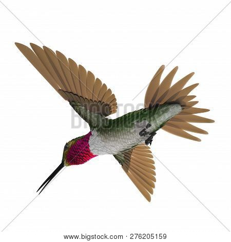 Broad Tailed Hummingbird Flying Pose 3d Illustration Isolated