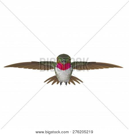 Broad Tailed Hummingbird Flying Pose 3d Illustration Isolated