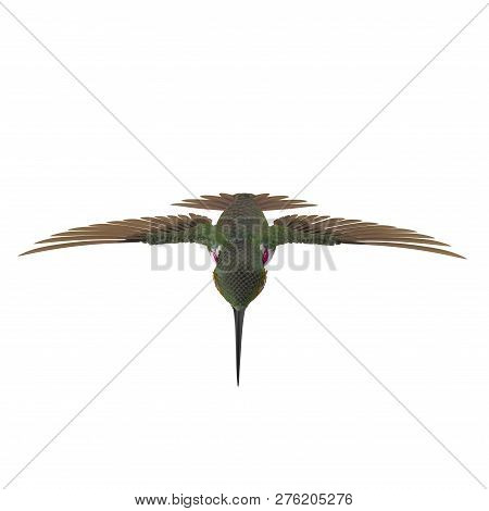 Broad Tailed Hummingbird Flying Pose 3d Illustration Isolated