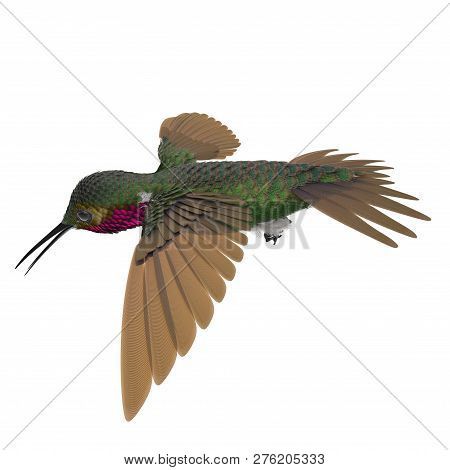 Broad Tailed Hummingbird Flying Pose 3d Illustration Isolated
