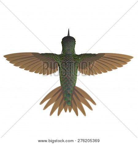 Broad Tailed Hummingbird Flying Pose 3d Illustration Isolated