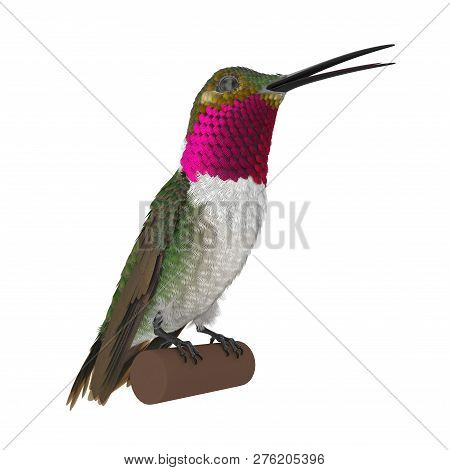 Broad Tailed Hummingbird Sitting On Branch 3d Illustration Isolated