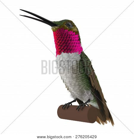 Broad Tailed Hummingbird Sitting On Branch 3d Illustration Isolated