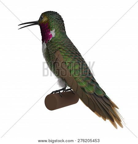 Broad Tailed Hummingbird Sitting On Branch 3d Illustration Isolated